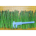 Green Frozen Asparagus frozen Vegetables
